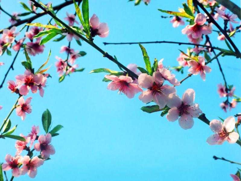 Красивые картинки весна на заставку (40 фото)