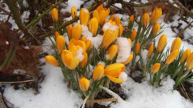Красивые картинки весна на заставку (40 фото)