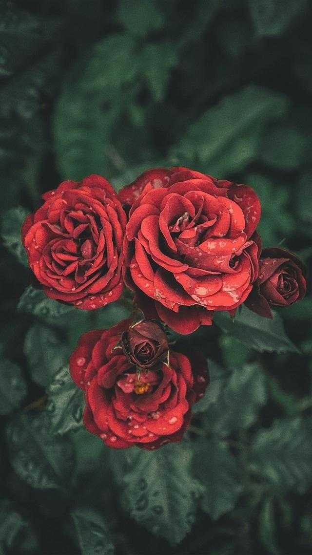 Шпалери червоні троянди на айфон 012