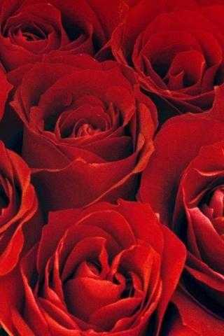 Шпалери червоні троянди на айфон 016