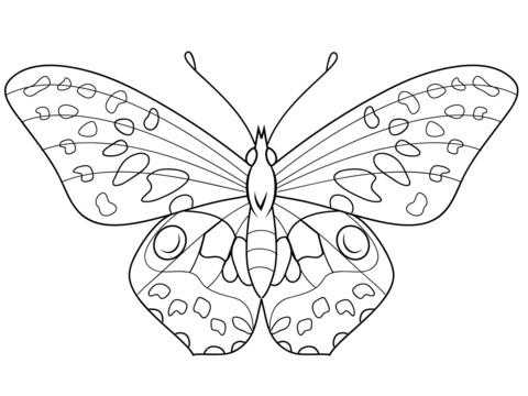 Монарх метелик розфарбування для дітей 018