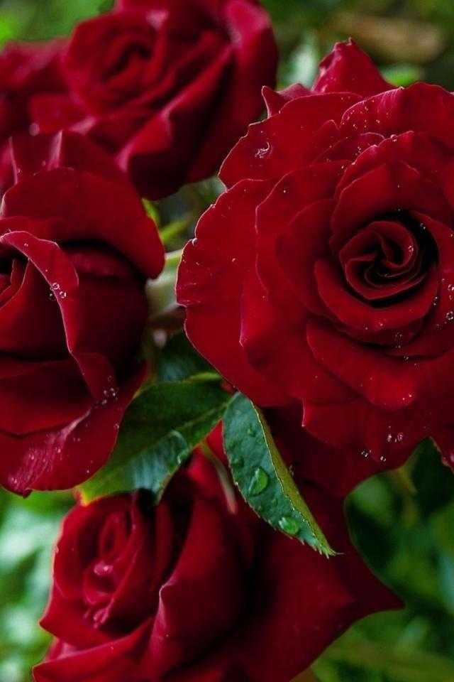 Шпалери червоні троянди на айфон 006