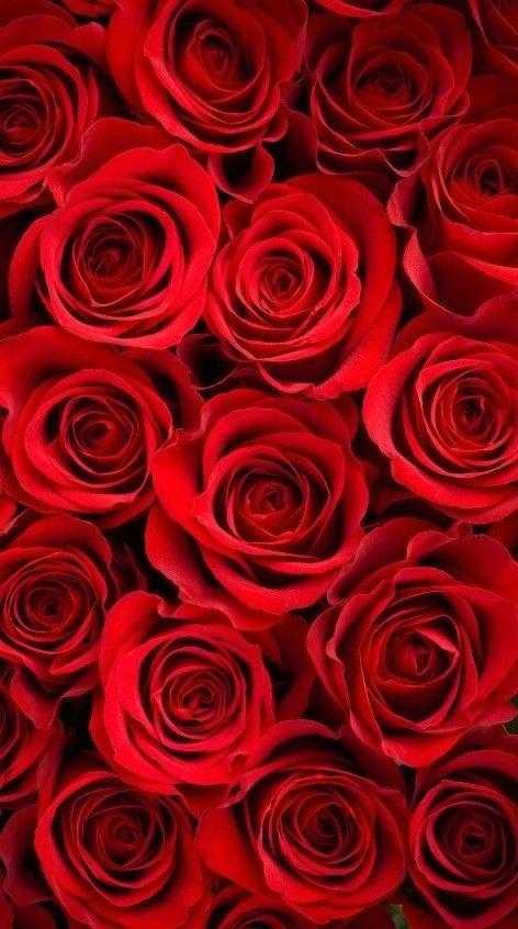 Шпалери червоні троянди на айфон 001