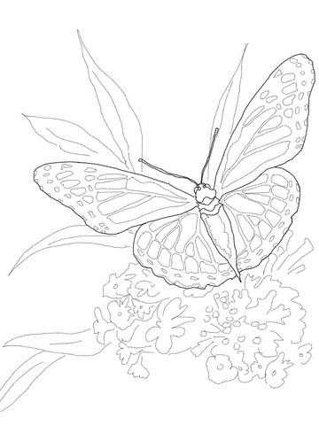 Монарх метелик розфарбування для дітей 012