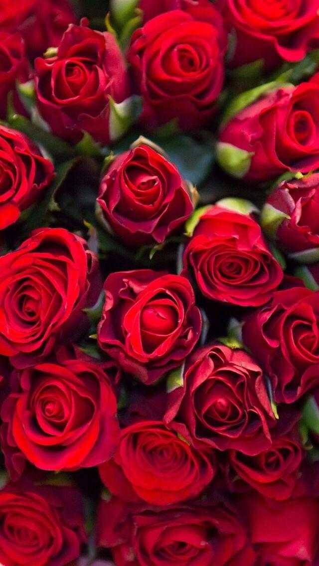Шпалери червоні троянди на айфон 002