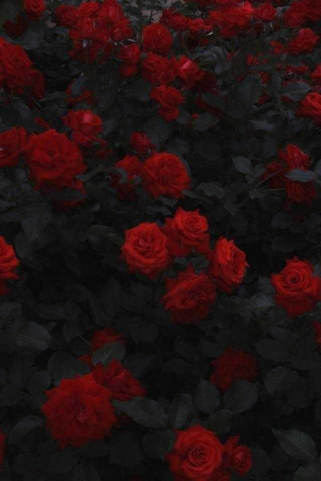 Шпалери червоні троянди на айфон 014