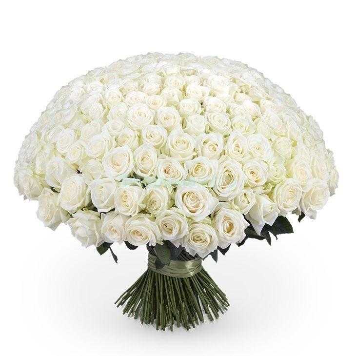 Красиві білі троянди на день народження 014