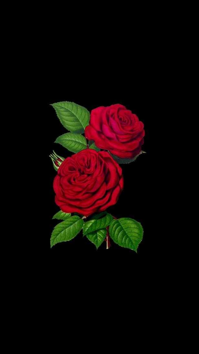Шпалери червоні троянди на айфон 011