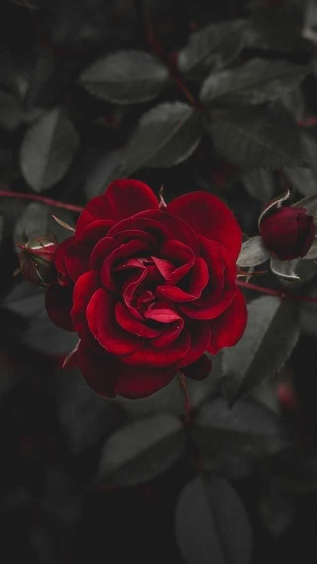 Шпалери червоні троянди на айфон 003