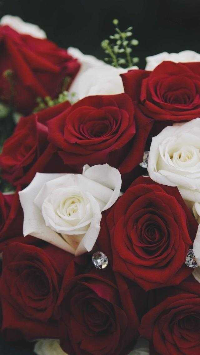 Шпалери червоні троянди на айфон 004