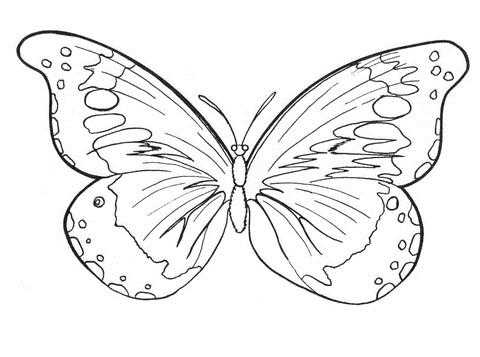Монарх метелик розфарбування для дітей 011