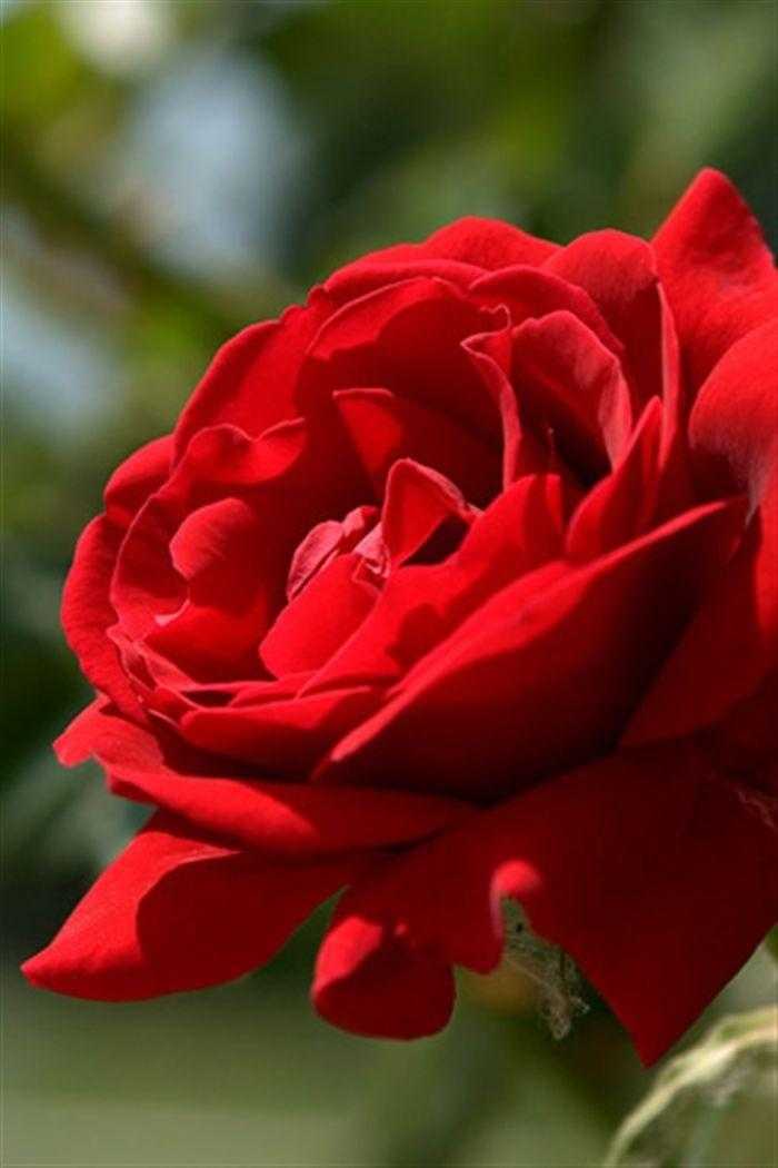 Шпалери червоні троянди на айфон 007