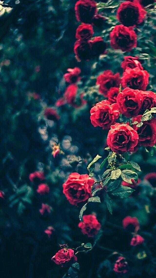 Шпалери червоні троянди на айфон 017