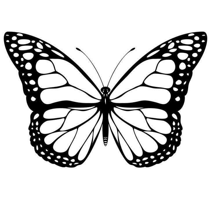 Монарх метелик розфарбування для дітей 020