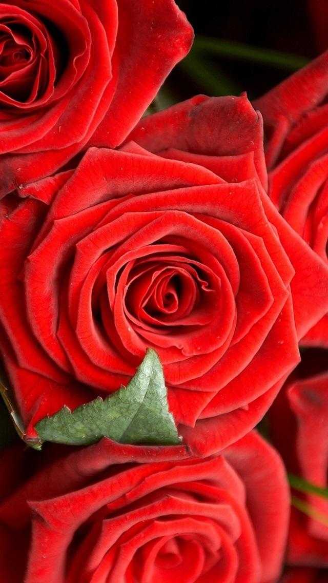 Шпалери червоні троянди на айфон 005