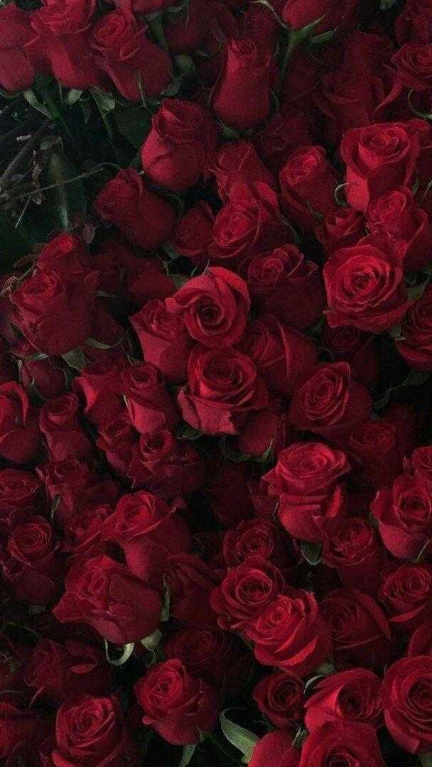Шпалери червоні троянди на айфон 009