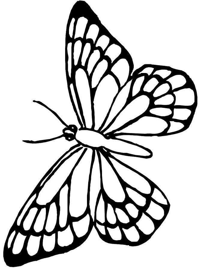 Монарх метелик розфарбування для дітей 004