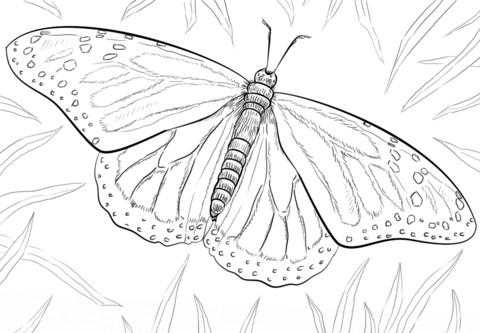 Монарх метелик розфарбування для дітей 005