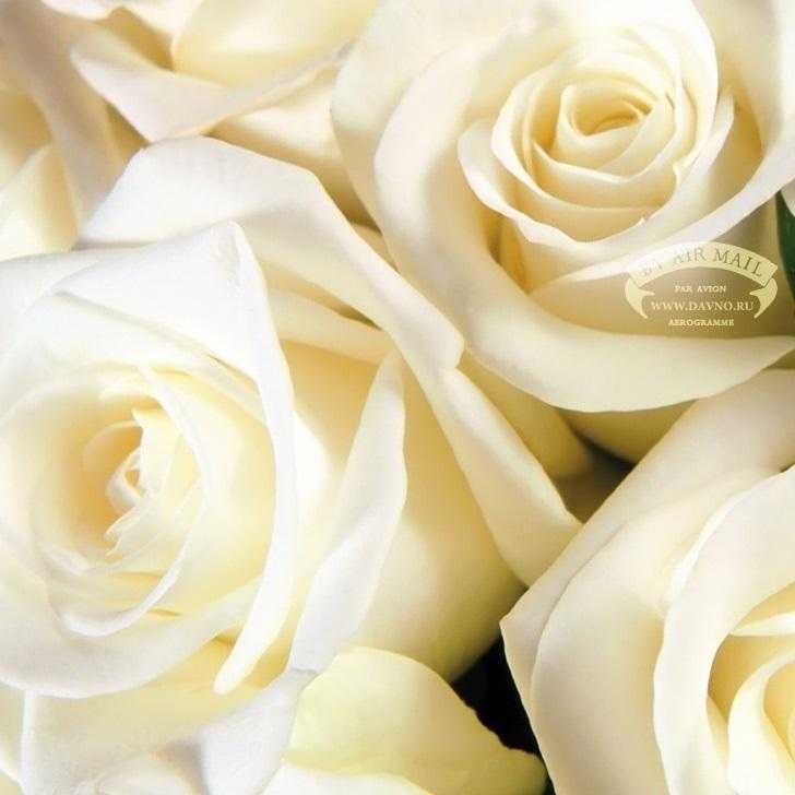Красиві білі троянди на день народження 008
