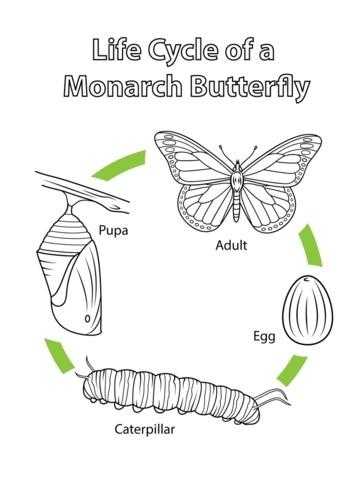 Монарх метелик розфарбування для дітей 014