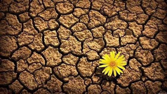Всемирный день по борьбе с опустыниванием и засухой 012