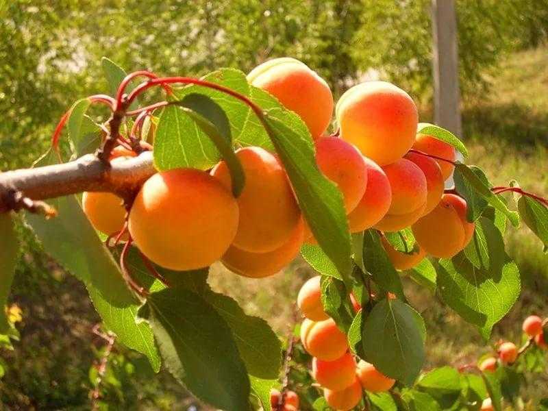 Картинки абрикосов для детей (40 фото)