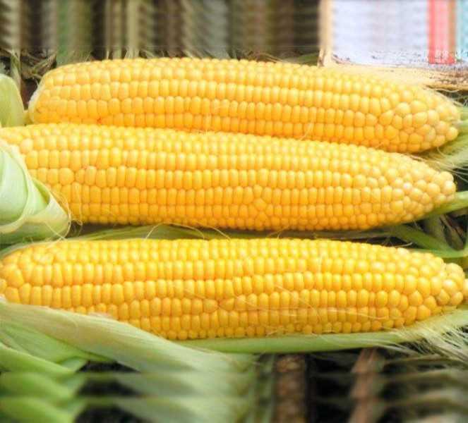Картинки «Кукуруза» (49 фото)