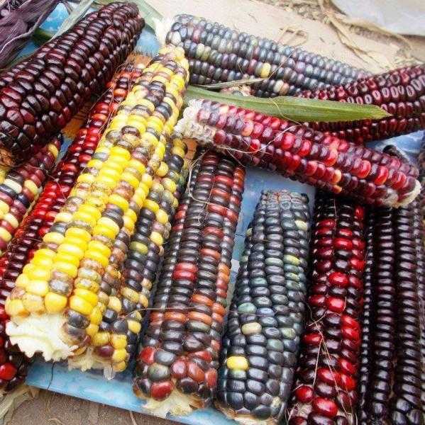 Картинки «Кукуруза» (49 фото)