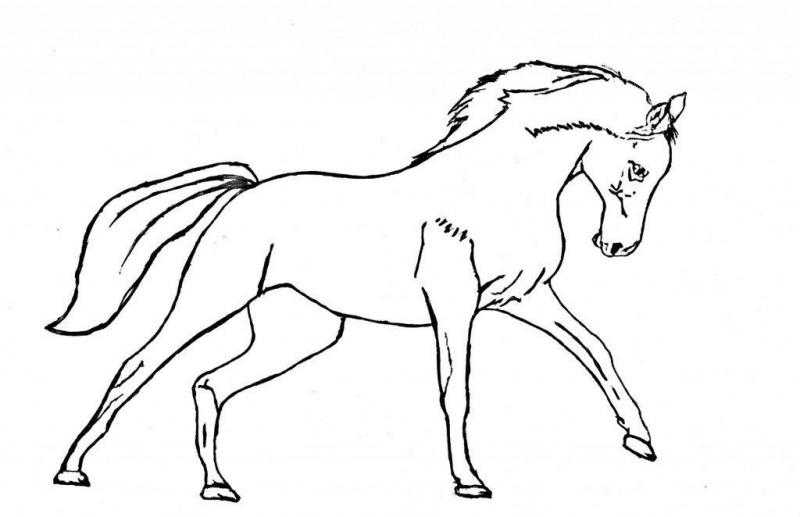 Картинки для срисовки лошадей (39 фото)