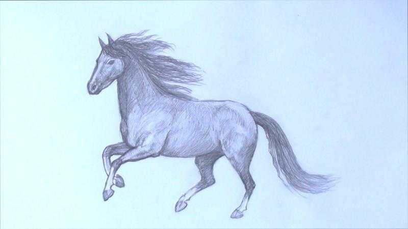 Картинки для срисовки лошадей (39 фото)