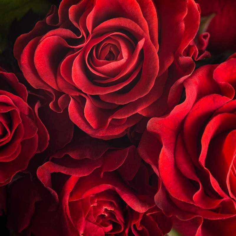 Картинки «Розы для тебя» (31 фото)