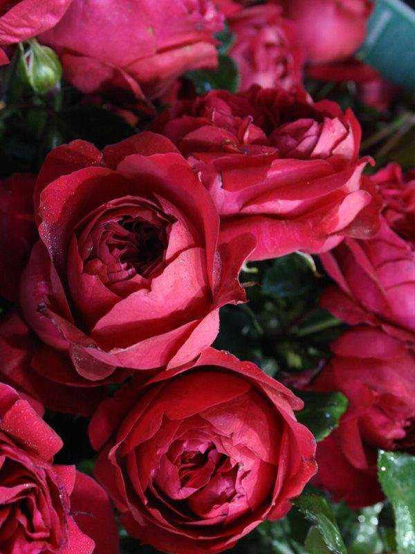 Картинки «Розы для тебя» (31 фото)