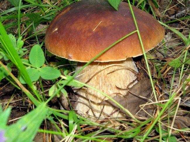 Картинки гриба боровика (37 фото)