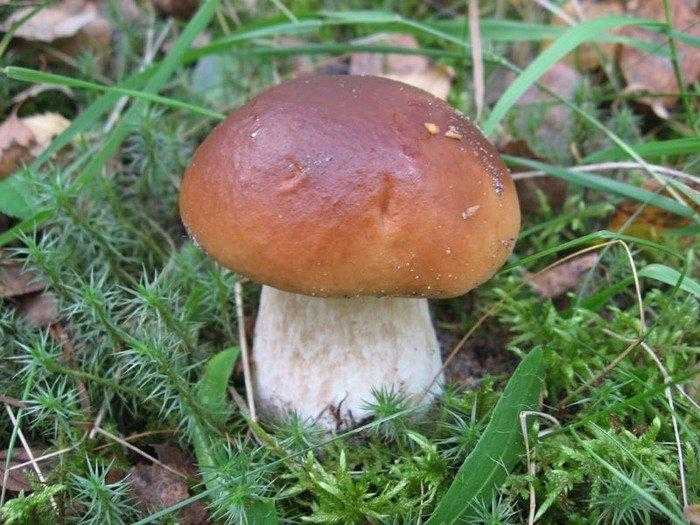 Картинки гриба боровика (37 фото)