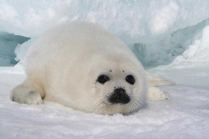 Картинки тюленя (37 ФОТО)