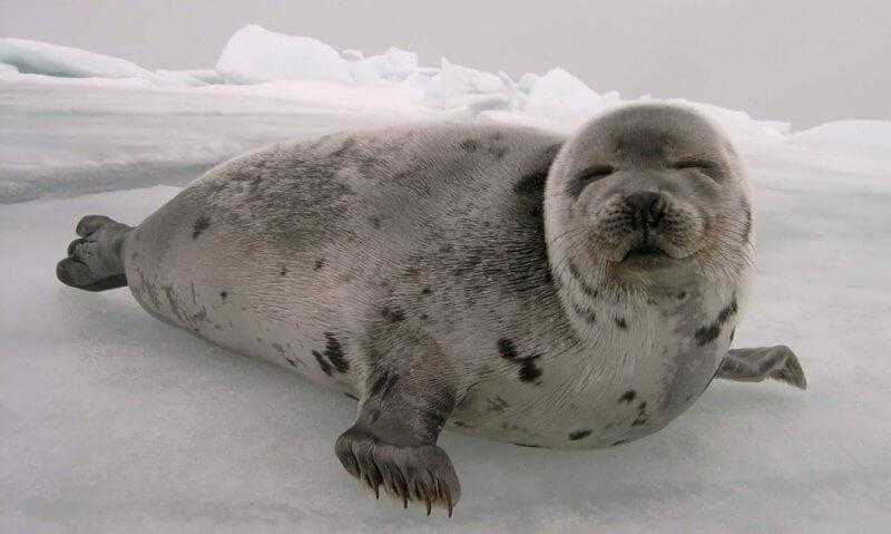 Картинки тюленя (37 ФОТО)