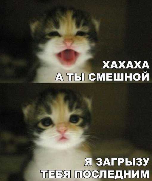 Смешные картинки про котов с надписями (35 фото)