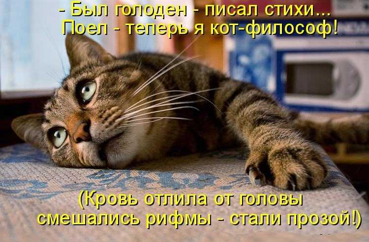 Смешные картинки про котов с надписями (35 фото)