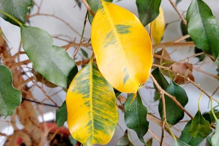 Картинки желтых листьев (37 фото)