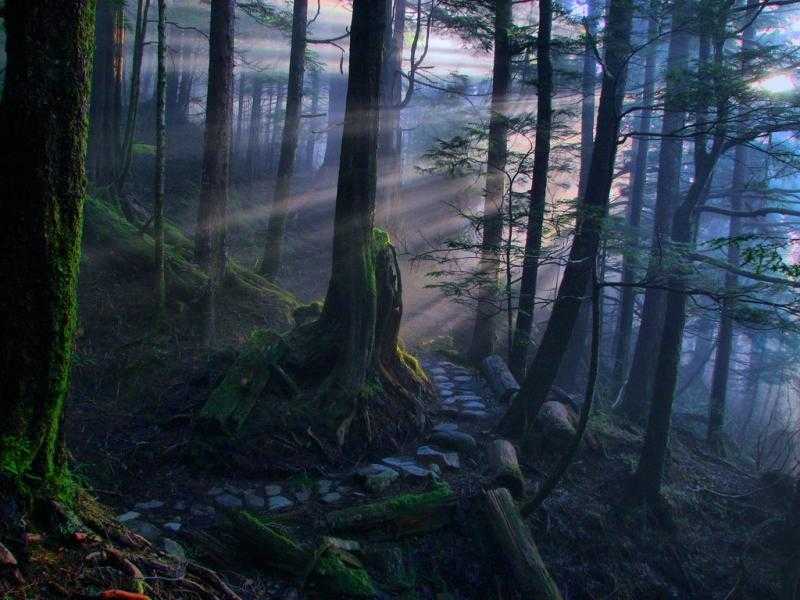Картинки волшебного леса (41 ФОТО)