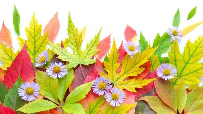 Картинки «Цветы осенью» (41 фото)
