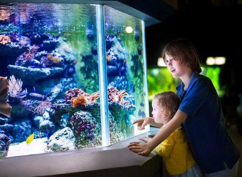 Картинки аквариума для детей (42 фото)