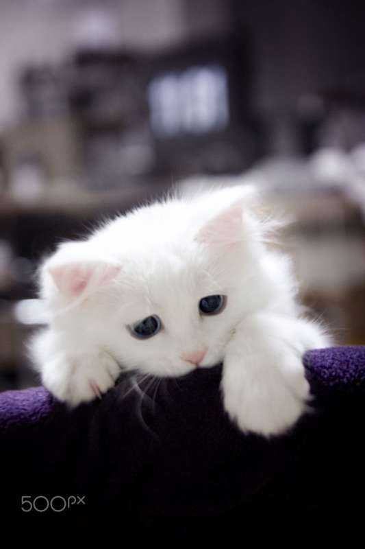 Красивые белые котята