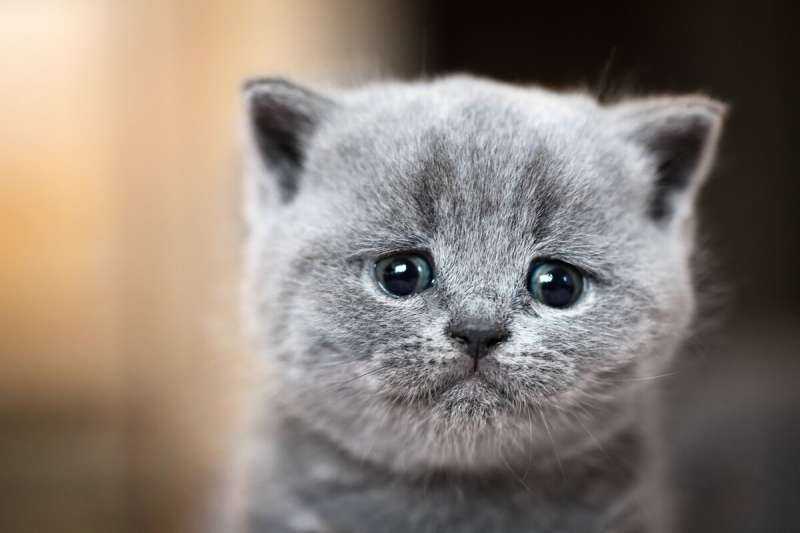 Котенок с грустными глазками