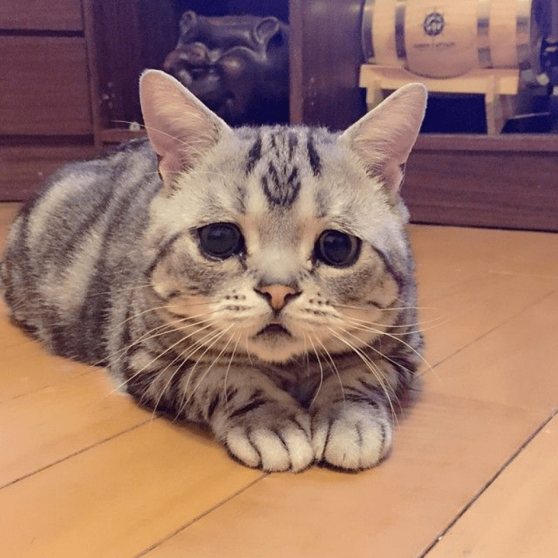 Кошка породы Луху
