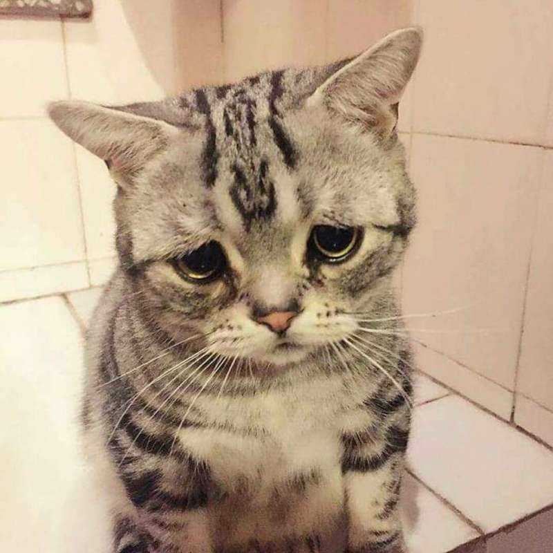 Печальный кот