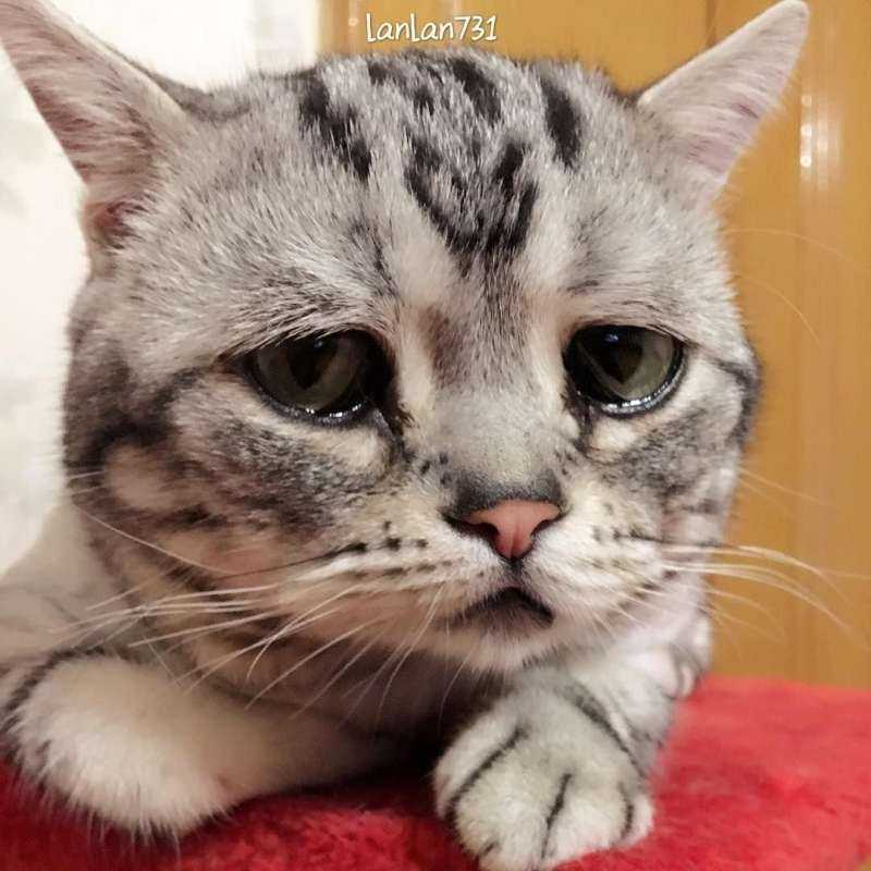 Грустный котик плачет