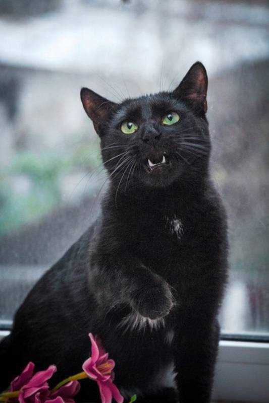 Черная кошка Багира