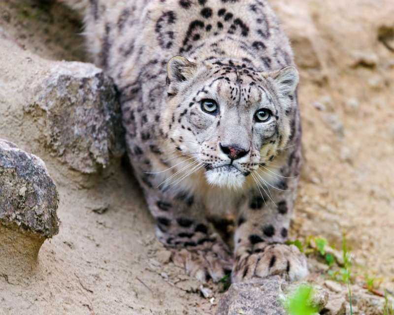 Снежный леопард Ирбис