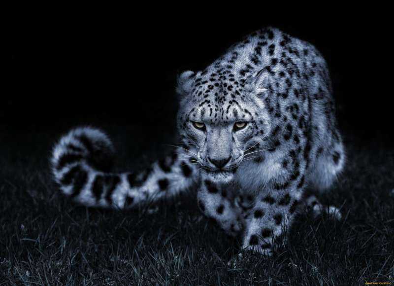 Леопард снежный Барс Ягуар